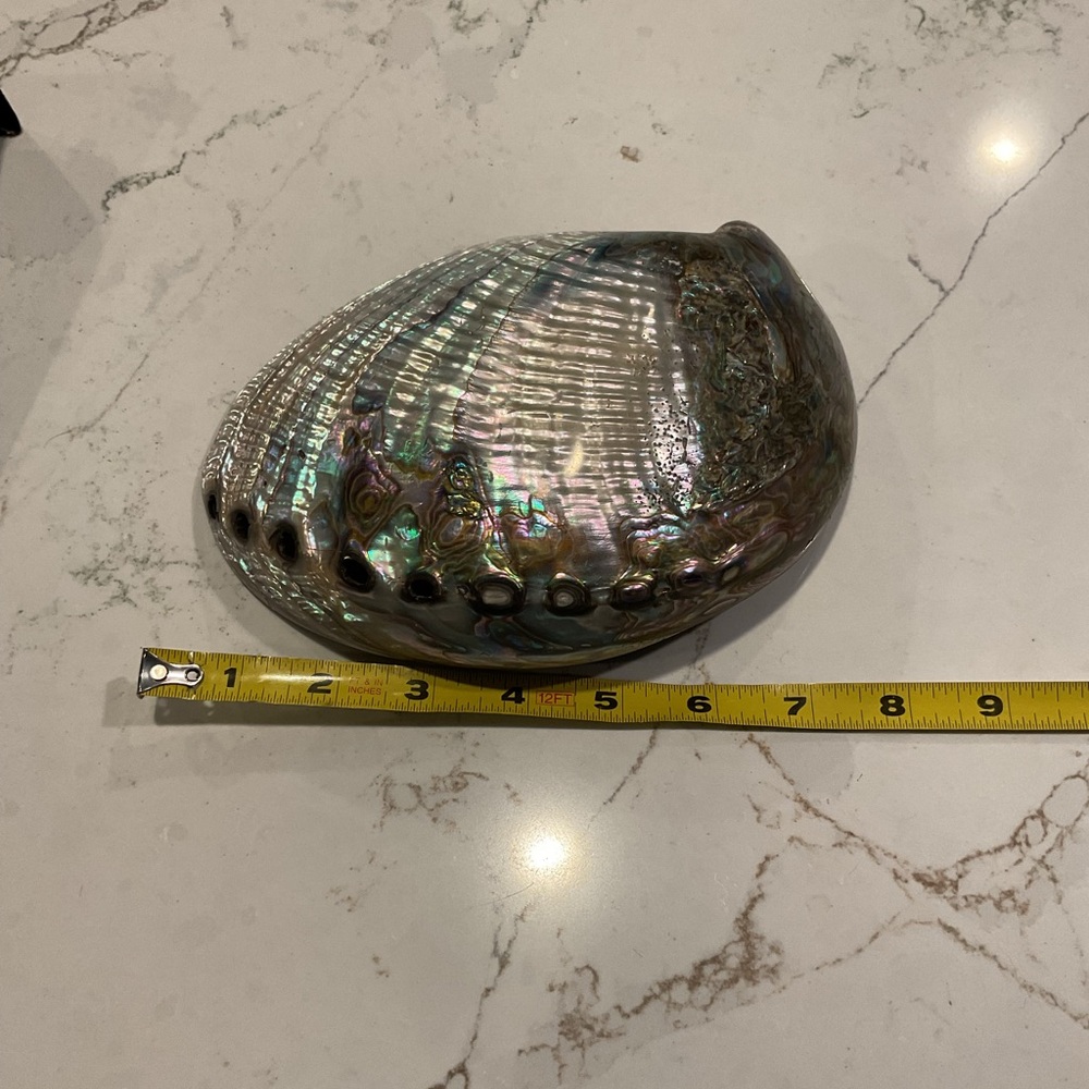 Iridescent Large Abalone Shell - Picture 7 of 8